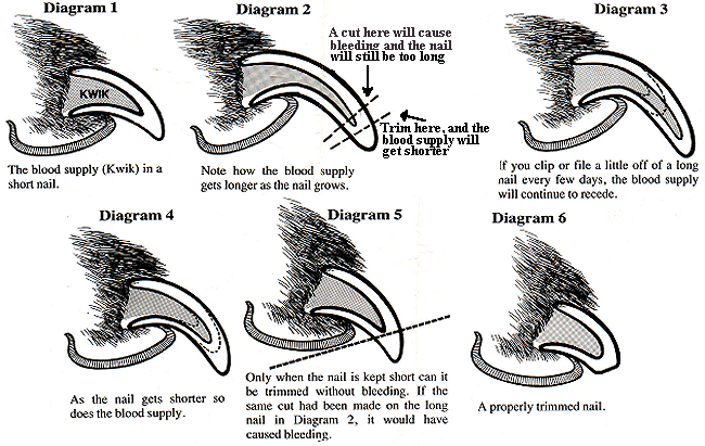 how to cut dog nails at home