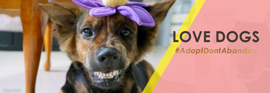 dog adoption series: tiger looi the "angry" mongrel