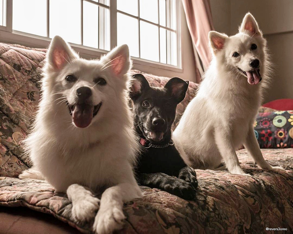 black stray mongrel dog and japanese spitz dogs