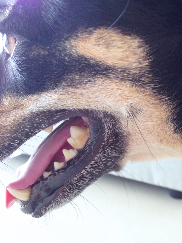 dog getting yellow teeth
