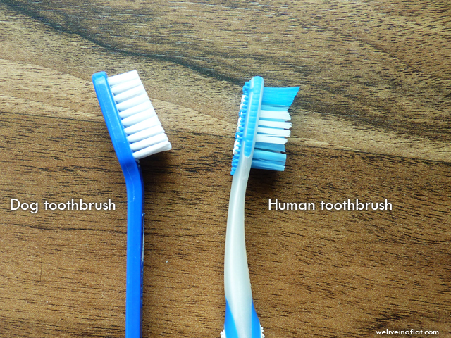 can you use a human toothbrush on a dog