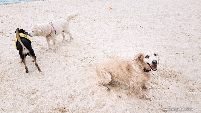 I golden retriever sono suscettibili ai lipomi o grumi grassi