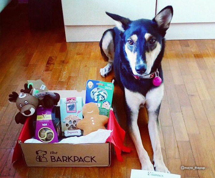 dog subscription box singapore