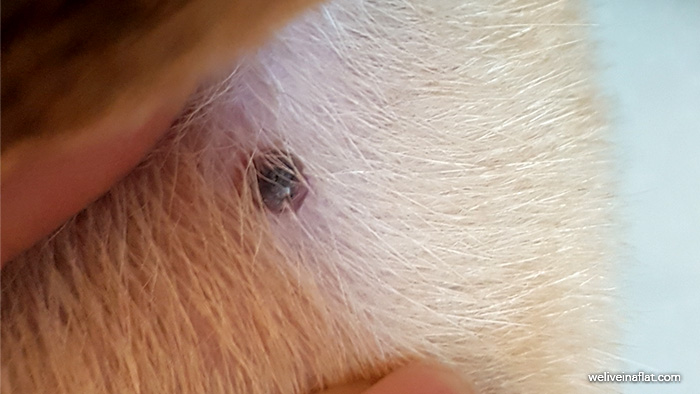 A black lump on the dog, and it's not a tick - What is Viral Papilloma