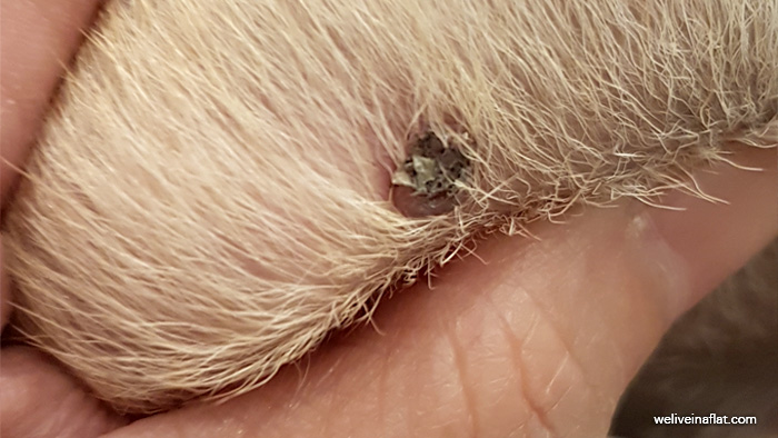 A Black Lump On The Dog And Its Not A Tick What Is Viral Papilloma