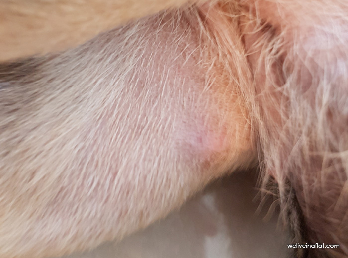 La ferita della rimozione del nodulo del cane è guarita