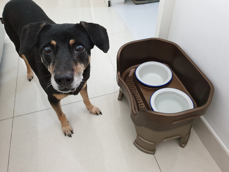 Ikea Egendom Bowl Neater Feeder Dog We Live In A Flat